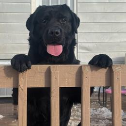 Rio - Labrador Retriever
