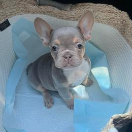 Red Girl - Black and tan female French Bulldog puppy in Dawsonville, Georgia from Baros Kennel