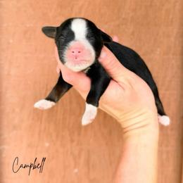 Campbell - Tri-color male Bernedoodle puppy in Wamego, Kansas from Doodles of Oz