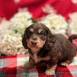 Dachshund puppies from Little Lovelies Dachshunds