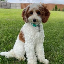 Sadie - Goldendoodle