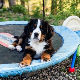 Meisha GUARDIAN HOME ONLY for zip code 49435 - Black rust and white female Bernese Mountain Dog puppy in Marne, Michigan from MI Doodles
