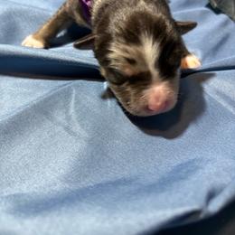 Jack - Blue merle male Australian Shepherd puppy in Vacaville, California from Cowtown Aussies