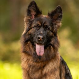 Feliz - German Shepherd