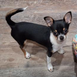 Lainey - Chihuahua