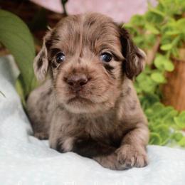 Maroon - Dapple male Dachshund puppy in Allons, Tennessee from Amber's Flock Homestead
