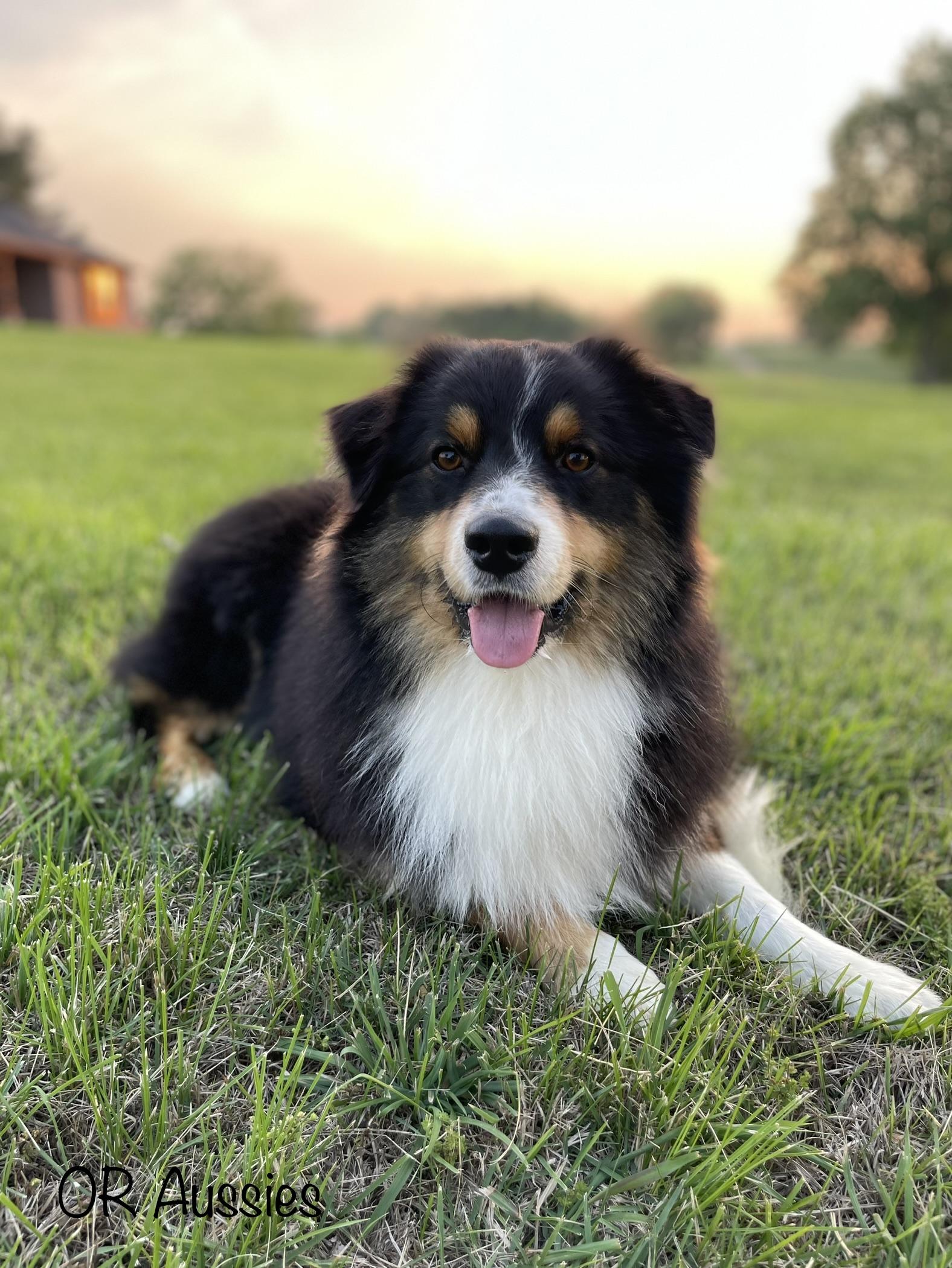 Bear