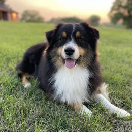 Bear - Australian Shepherd