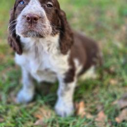 BLACK - Liver white and roan male English Springer Spaniel puppy in Jesup, Georgia from 31 Pines Kennels