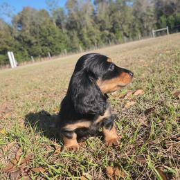 Yazmin - Black and tan female Dachshund puppy in Dade City, Florida from Kingpindoxies
