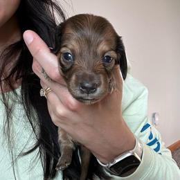 Apri (Apricot) - Sable female Dachshund puppy in Woodville, Wisconsin from Dairyland Dachshunds