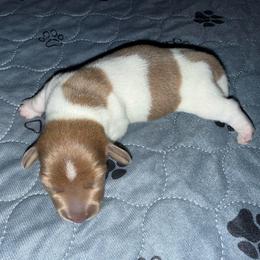 Magik - Piebald female Dachshund puppy in Pittsburg, California from Super Hero Dachshunds