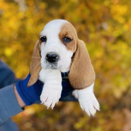 Basset Hound Puppies from Central Kentucky Basset Hounds