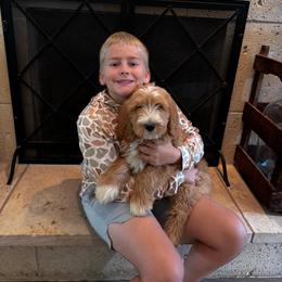 Boy 7 - Cream male Goldendoodle puppy in Austin, Texas from Central Texas Doodles