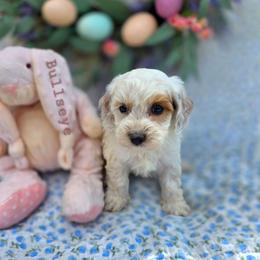 Bullseye - male Cavapoochon puppy in Bullard, Texas from Cavapoochon Central LLC