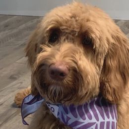 Winston - Goldendoodle