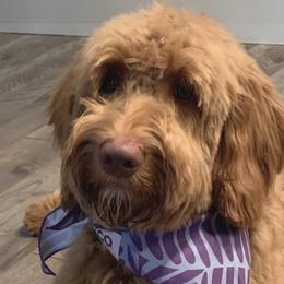 Winston - Goldendoodle