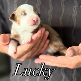 Lucky - Red merle male Toy Australian Shepherd puppy in Riverton, Utah from Iron Spirit Homestead & Aussies