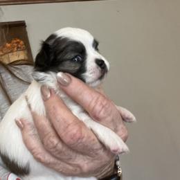 Dixon - Sable spotted white male Chihuahua puppy in Tecumseh, Oklahoma from Callie’s Happy Chihuahuas, Callie’s Happy Treasures LLC