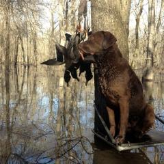 Chesapeake Bay Retrievers from Two Rivers Chesapeakes