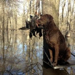 Chesapeake Bay Retrievers from Two Rivers Chesapeakes