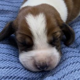 Basset Hounds from F&J Bassets