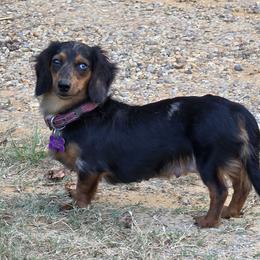 ReRe - Dachshund