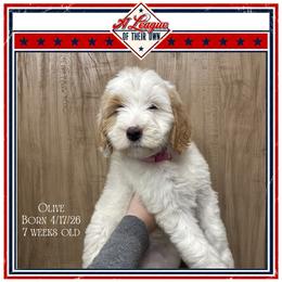 Olive - Parti female Goldendoodle puppy in North Conway, New Hampshire from Arbor Grace Doodles