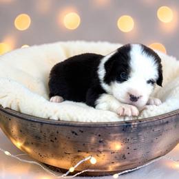 Pluto - Black tri-color male Australian Shepherd puppy in Statesville, North Carolina from Charming Australian Shepherds