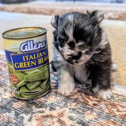 Tinsel - Blue merle female Pomeranian puppy in Comer, Georgia from HillTop Pomeranians ✨