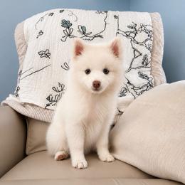 Callista - White female Pomsky puppy in Lincoln, Nebraska from Blue Heaven Pomsky
