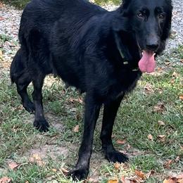 Raina - German Shepherd