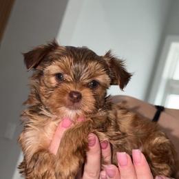 Lagertha - Chocolate and tan female Yorkshire Terrier puppy in Cape Coral, Florida from Katherine’s Yorkies and Poodles