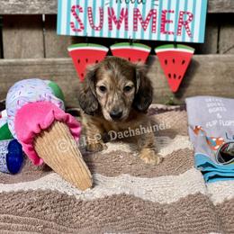 Dachshund Puppies from M.H.P Dachshunds