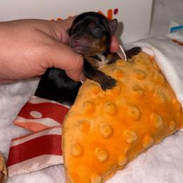 Oliver - Black and tan male Yorkshire Terrier puppy in Illinois from Pretty Little Yorkies