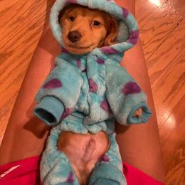 Dachshund Puppies from Monahan Dachshunds