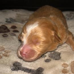 Charlie - Red  male Goldendoodle puppy in Cumberland, Rhode Island from minigoldendoodlesofRI