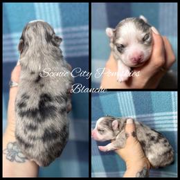 Blanche - Merle female Pomsky puppy in Rossville, Georgia from Scenic City Pomskies