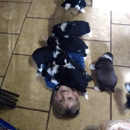 English Springer Spaniel Puppies from Chic English Springer Spaniels
