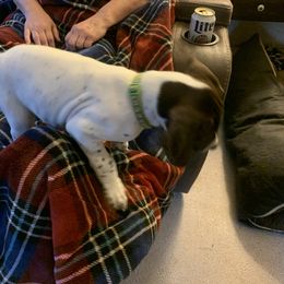 "Female" German Shorthaired Pointer Puppies from Webber's Place