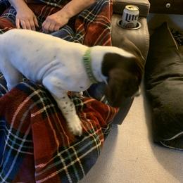 "Female" German Shorthaired Pointer Puppies from Webber's Place