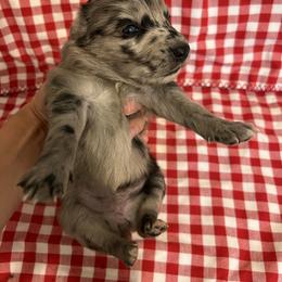 Girl 1 - Blue merle female Australian Shepherd puppy in Rose Hill, North Carolina from Motega Australian Shepherds