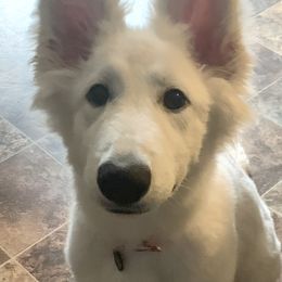 German Shepherds from Clear Ridge German Shepherds