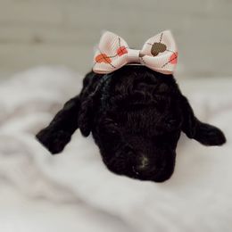 Poodle Puppies from Simplicity Poodles