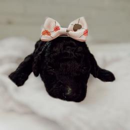 Poodle Puppies from Simplicity Poodles