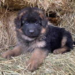 German Shepherd Puppies from Silver Knight Shepherds