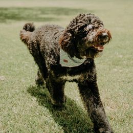 Bernedoodles from Bouse Bernedoodles