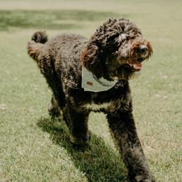 Bernedoodles from Bouse Bernedoodles