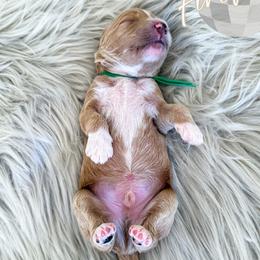 Firework - Red  male Goldendoodle puppy in Bell Buckle, Tennessee from Precious Puptown Doodles