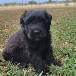 Cayenne - Black female Bouvier des Flandres puppy in Drury, Missouri from Black Bears Critters